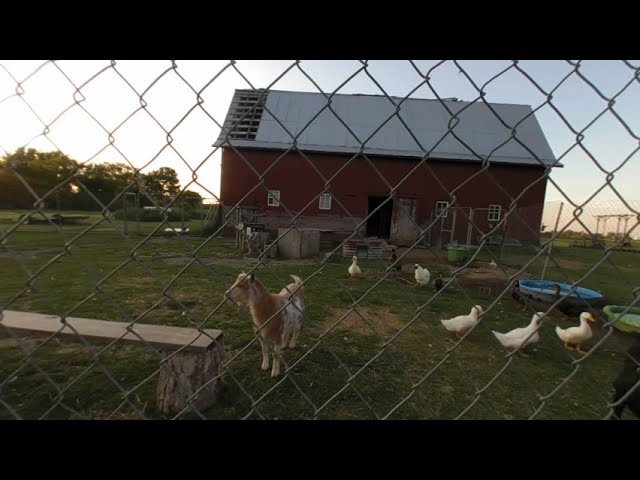 VR Barn animals.Billy the goat happy dance