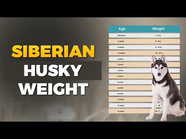 Siberian Husky Weight Chart by Age, Height in KG & Ib #siberianhusky