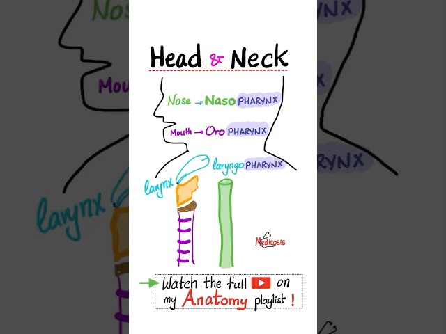 Anatomy of the Pharynx - Head and Neck Anatomy…#anatomy #mbbs #biology #science #neuro #nclex #nurse