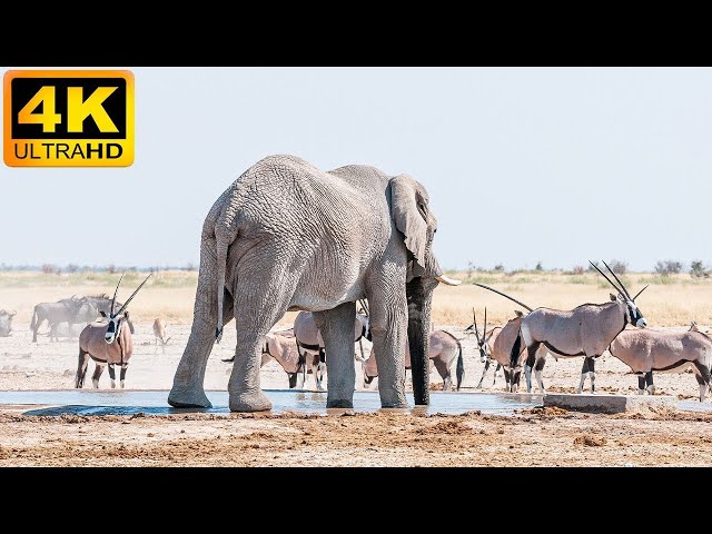 4K African Animals: Tsavo East National Park - Amazing African Wildlife Footage with Real Sounds