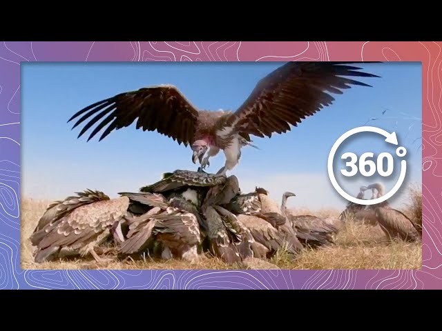 Vultures Devour a Wildebeest Carcass (Extended) | Wildlife in 360 VR