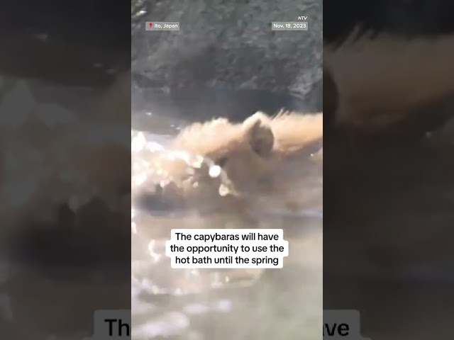 Capybaras enjoy hot bath at zoo in Japan