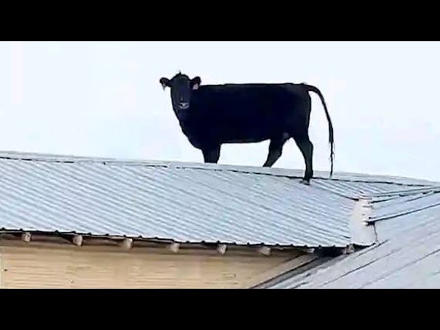 Funniest ANIMALS Videos 2024 will MAKE You LAUGH Uncontrollably 😂