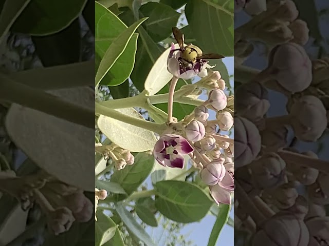 Bumblebee  ||  Bumblebee collect nectar#shorts  #shortfeed #insects #nature #ytshorts