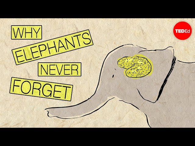 Why elephants never forget - Alex Gendler