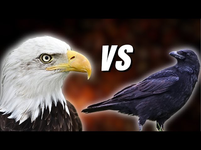 Eagles vs Crows