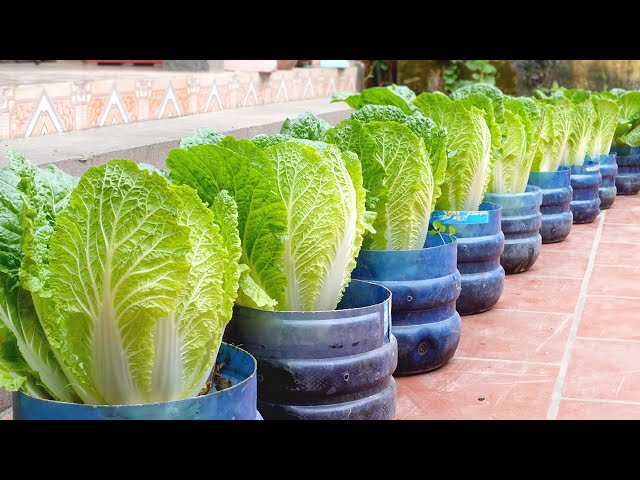 No need for a garden, grow napa cabbage right in the yard to provide for the family