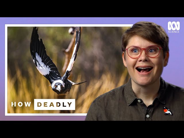 Are Magpies Australia's Smartest Bird?