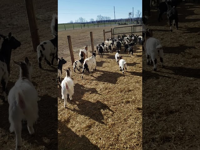 Fainting goats