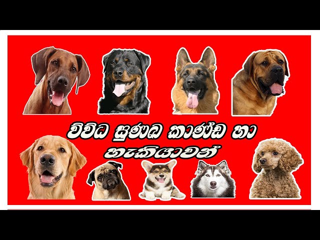 Seven types of dogs |working dogs| Pet talk | Yourtubewahini pet talk