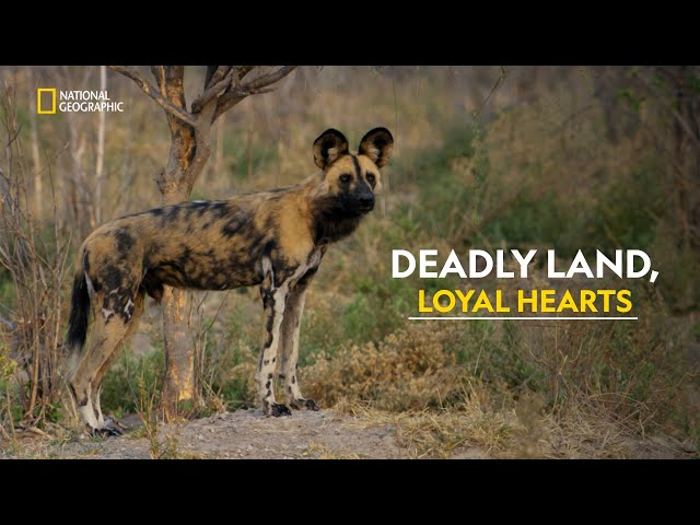 Dogs of the Savage Land | Savage Kingdom | हिंदी | Full Episode | S1 - E2 | Nat Geo Wild