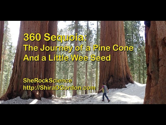 360 Sequoia:  The Journey of a Pine Cone and a Little Wee Seed