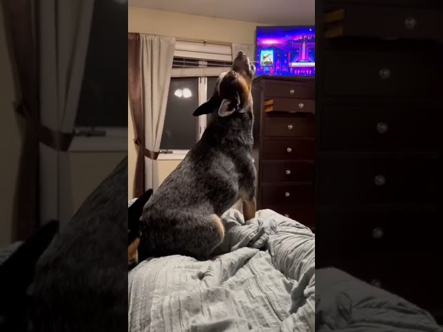 Cattle dog full guard mode