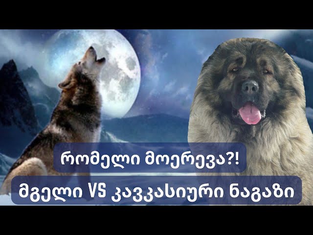 კავკასიური ნაგაზი მგლის წინააღმდეგ | Caucasian sheep-dog vs wolf | Кавказская  овчарка  против волка