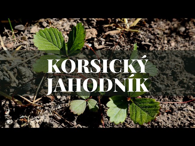 Korsický jahodník