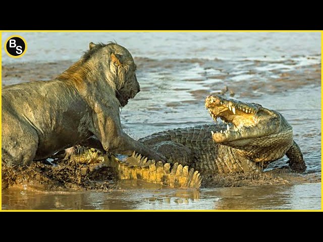 The Greatest Battle In The Animal Kingdom | Lion VS Crocodile