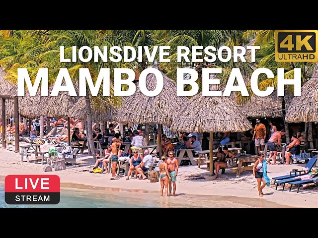 LionsDive Beach Resort | Mambo Beach | Curaçao 🌴💦 PTZ 4K LIVE WEBCAM