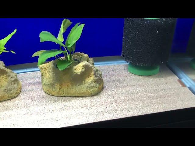 20G Long Fake Sand Bare Bottom Tank