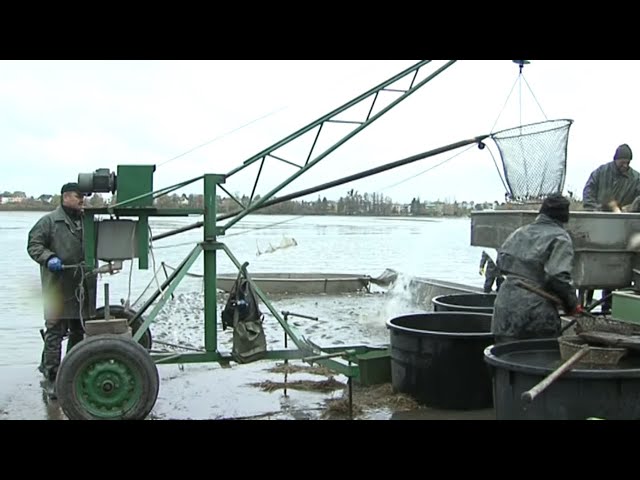 Dolní Benešov ► Pozvánka na prodej kaprů nejen při výlovu Nezmaru │ #Hlucinsko.TV