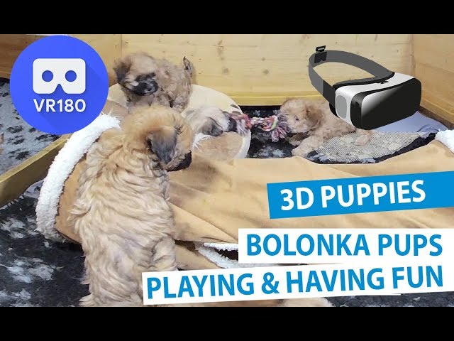 Meet the Animals: Bolonka Dog Puppies Playing | VR180 3D