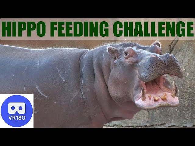 VR180 VIP HIPPO FEEDING CHALLENGE.. Watch to see if I get my arm bitten off!