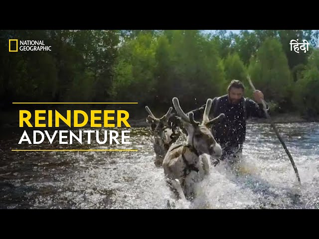 Reindeer Adventure | Primal Survivor | हिन्दी | Full Episode | S1 - E3 | National Geographic