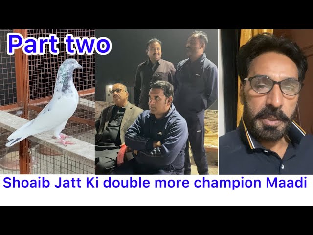 Shoaib jatt key double more Maadi Awan pigeon club abbas #pigeon #lovers #pakistan ￼