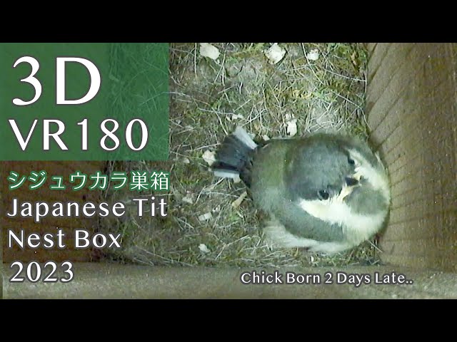 3D VR180 Japanese Tit's Nest Box 🐣 Tale of the Chick Born 2 Days Late, Left Behind Edition 2023