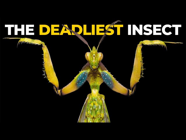 The Insane Biology of: The Praying Mantis