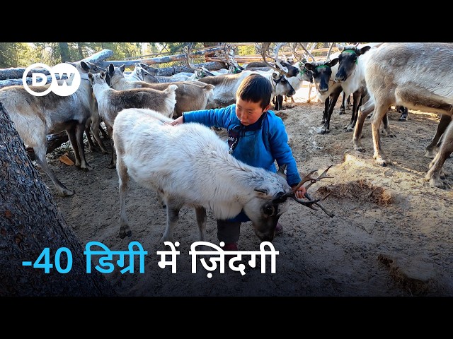 मंगोलिया के आख़िरी ख़ानाबदोश चरवाहे [The last reindeer nomads of Mongolia] | DW Documentary हिन्दी