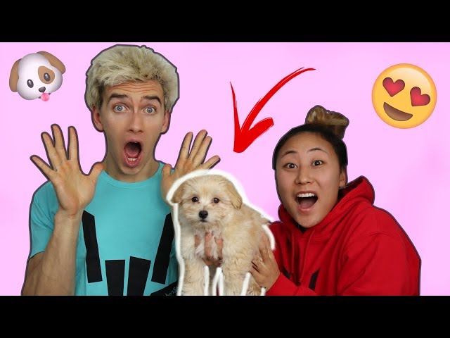 SURPRISING STEPHEN WITH A PUPPY!! (EMOTIONAL)