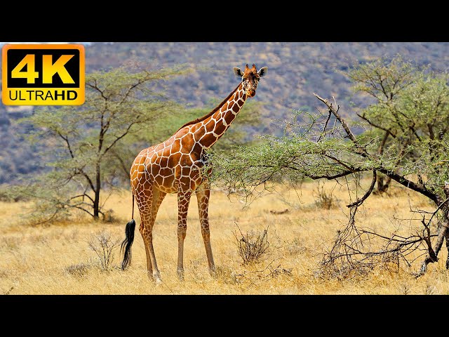 4K African Animals: Ruaha National Park, Tanzania - Relaxing Music With Video About African Wildlife