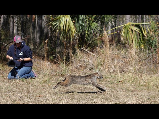 Wild Bobcat Runs Free 360 VR