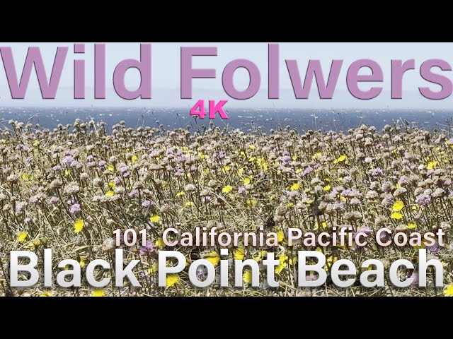 Wildflowers Black Point Beach,CA