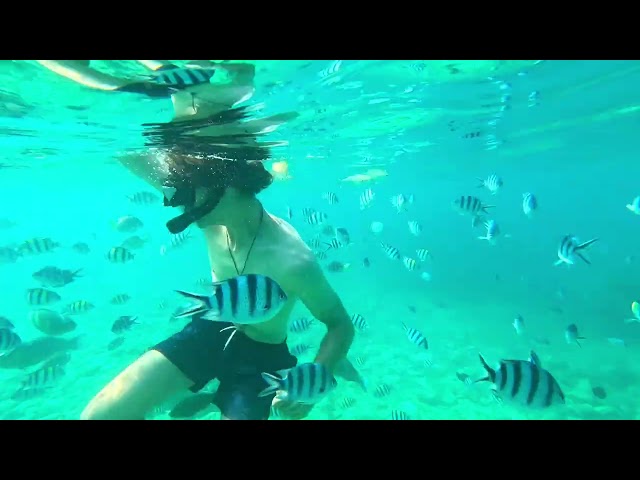 Snorkeling in vietnam a many many fish