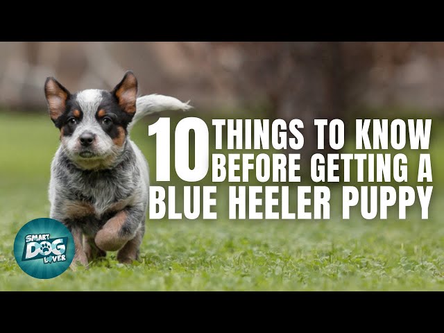 Blue Heeler Puppies | Things to Know about Before Getting A Blue Heeler Puppy