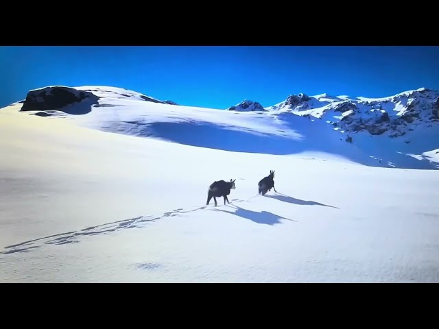 Animals in the beautiful mountains | Wild Life | Mountains Life | Comedy King