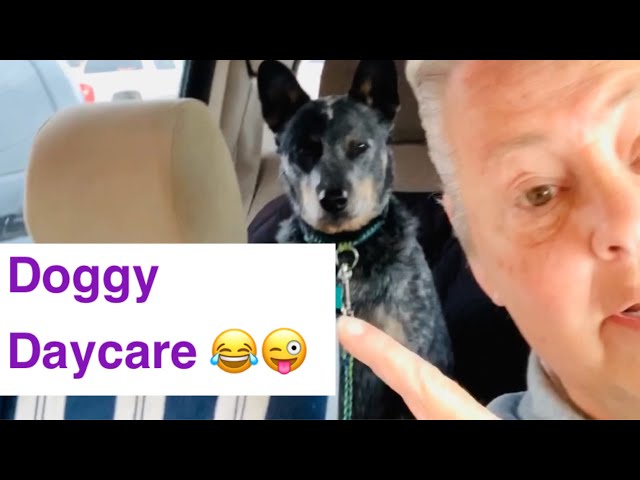 Blue Heeler Sarge: How to take a Blue Heeler to doggy daycare!😂