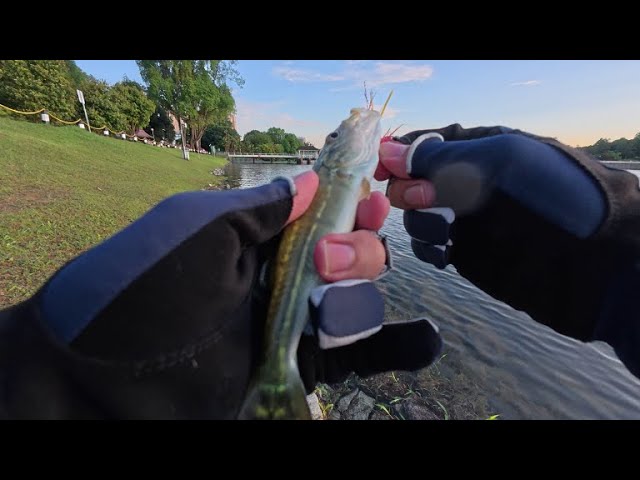 1 hour at Singapore's worst legal fishing spot