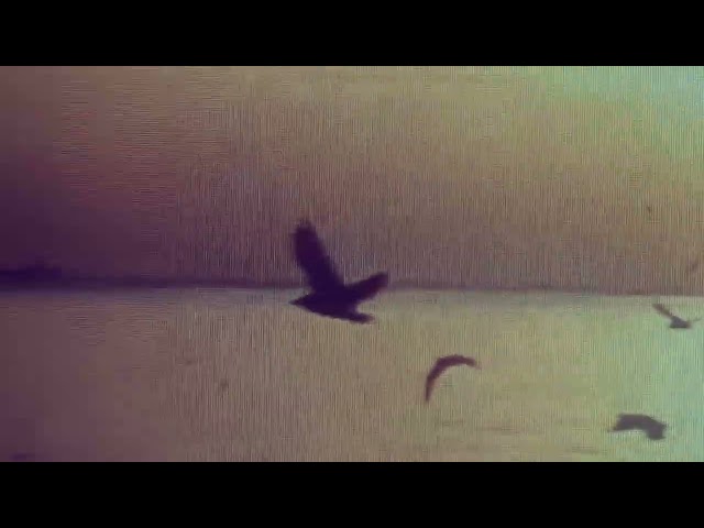 Mercury Rev - A Bird Of No Address (Official Video)