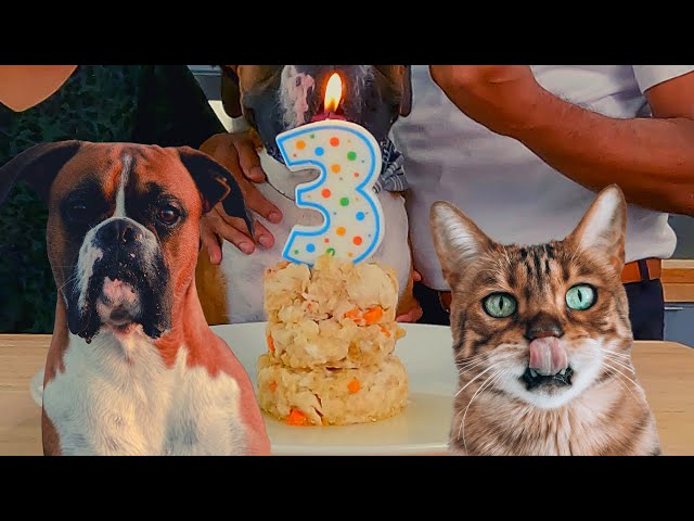 Fish Cake Birthday Cake Recipe Your Cat or Dog Will Love!