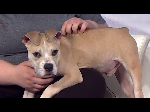 Pets on "Live In The D" - 11/19/24