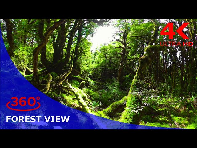 Forest view in 360: A Breathtaking nature forest in spectacular view