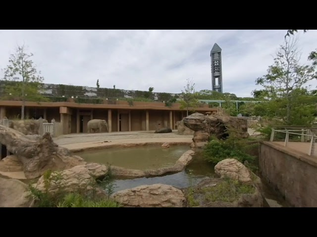 3DVR　東山動物園　ゾウ　Higashiyama Zoo　Nagoya　elephant　大象　코끼리