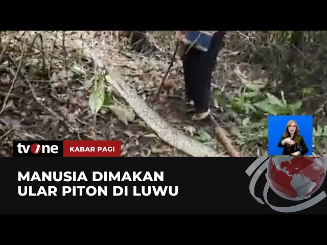 Tragis, Ibu di Luwu Tewas Dimakan Ular Piton | Kabar Pagi tvOne