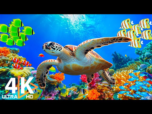 Under Red Sea 4K - Relaxing Music with Marine Animals - Beautiful Coral Reef Fish in Aquarium #1