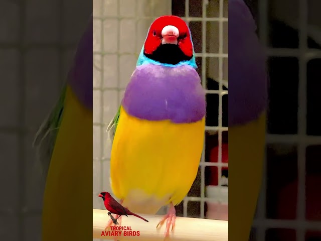 ➡️2024 UPDATE - Gouldian Finch - chicks and adults information🤩