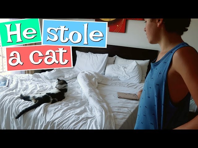 Stealing cats in Bali