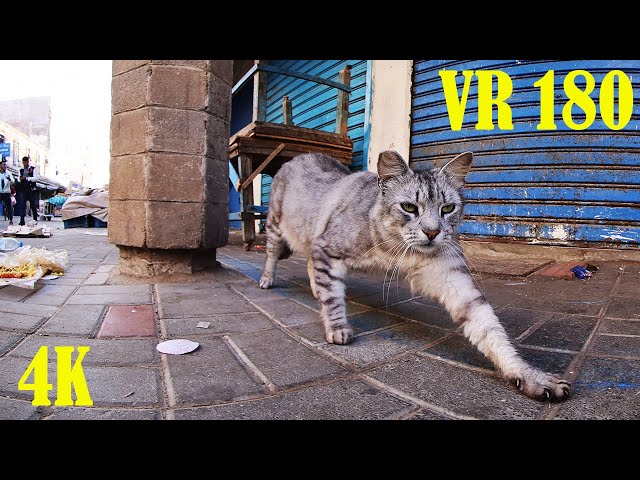 Cats of Essaouira Morocco in VR180 3D