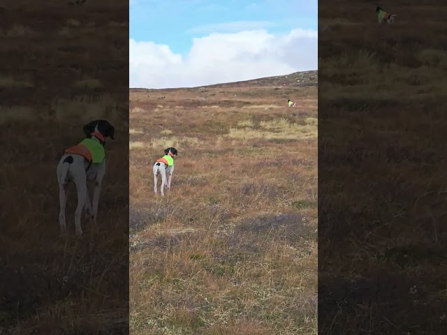 Ferma e consenso English pointer Luminensis LAPPONIA